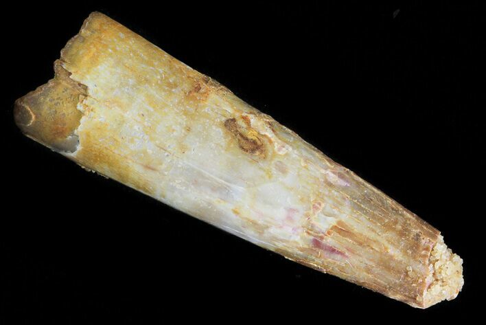 Bargain, Partial, Pterosaur (Siroccopteryx) Tooth - Morocco #81331